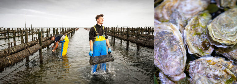 Nieuwe oogst oesters boven water gehaald