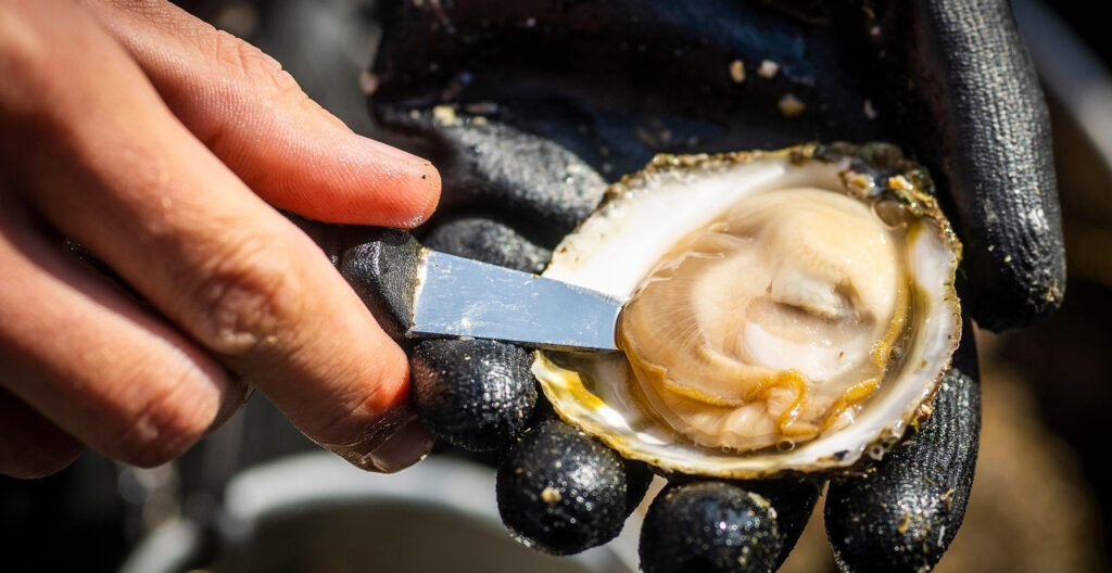 Zeeuwse oesters, oesters, huitres, opening oesterseizoen, Zeeland, Yerseke, Het Oesterboek, Oesterkweek, smaak, culinair, vis, zee, water, vakantie Zeeland, Om de West