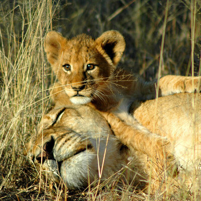 Lion Sands, safari in stijl